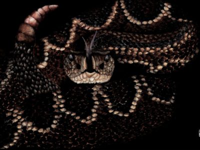 Crotalus durissus