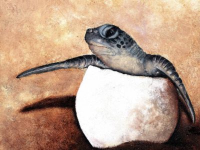 Dermochelys coriacea