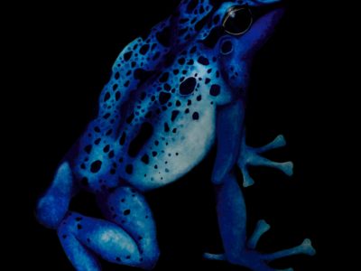 Dendrobates tinctorius